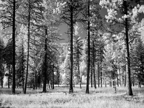 Forest of trees, Montana 2007