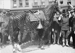 General Grant's Horse 1910