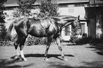 General Pershing's Horse Quidron 1920