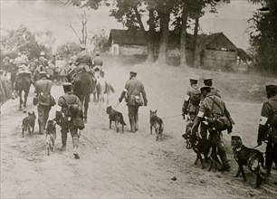 German Red Cross Dogs going to front
