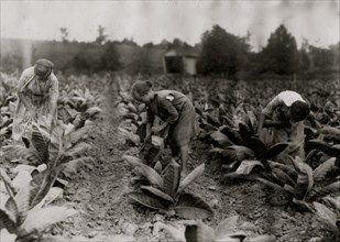 Girls worming tobacco.  1916