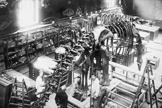 Diplodocus Dinosaur being assembled in Paris Museum 1910