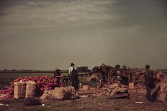 Grading and packing onions, Rice County, Minnesota 1939