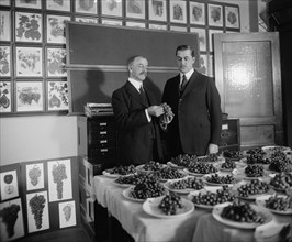 Grading Grapes 1921