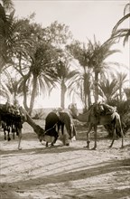 Greetings of Arabs at a Sinai Oasis with Camels 1910