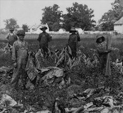 Group gathering tobacco on farm of Daniel Barrett, Spottsville, Ky. 1916