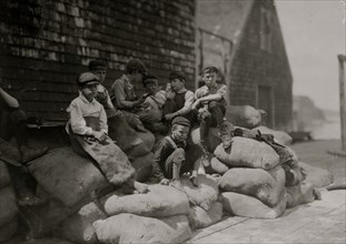 Group of young sardine cutters, Seacoast Canning Co. 1911