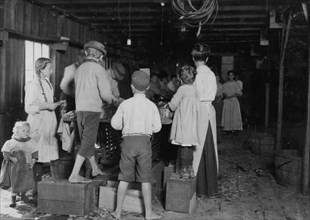 Group picking shrimp at Biloxi Canning Co.  1911