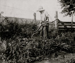 Grubbing out the fence corners with a scythe 1916