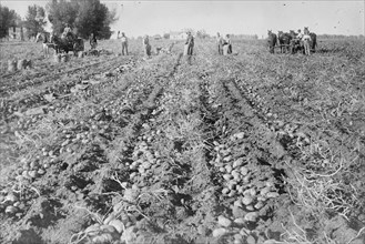 Harvesting in Potato field, Colorado