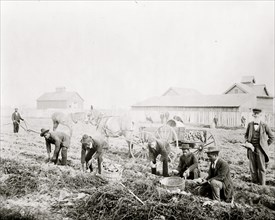 Harvesting sweet potatoes at Claflin University, Orangeburg, South Carolina 1899