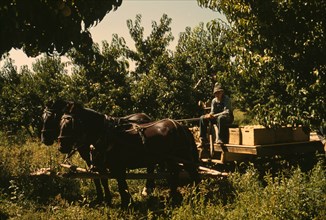 Hauling crates of peaches from the orchard to the shipping shed, Delta County, Colo. 1940