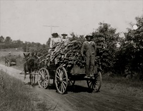 Hauling tobacco. 1916