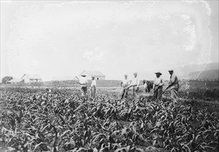Hoeing corn, Great Meadows