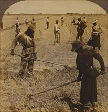 Hoeing rice, South Carolina, U.S.A. 1904
