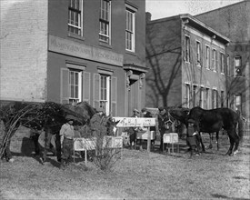 Horse Christmas Party Outside of Washington's Humane Society 1923
