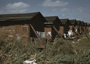 Condemned Black Migratory Worker Homes 1941