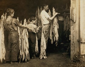 Housing tobacco in barn of W.L. Fugate. Will go to Schoolsville School but it has not opened on account of repairs.  1916