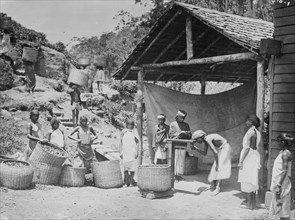 Weighing Ceylon Tea