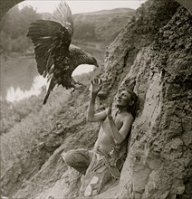 Unexpected attack - Indian and golden eagle 1908