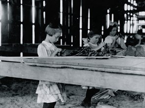 Interior of tobacco shed, Hawthorn Farm where young girls are working. 1909