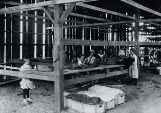 Interior of tobacco shed, Hawthorn Farm where young girls are working. 1909