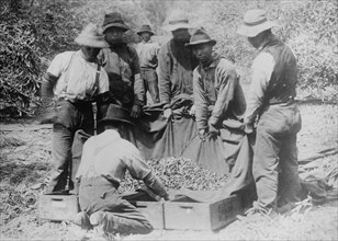 Japanese Workers on a Fruit Farm in California