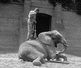 Jumebina the Elephant gets a brooming by a Zookeeper 1922