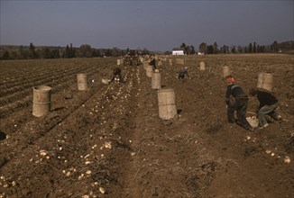 Children Gathering Potatoes from Fields 1940