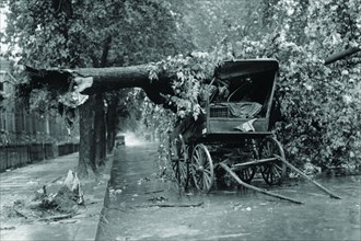 Large Tree Falls and Crushes Horse Drawn Wagon on Road 1922