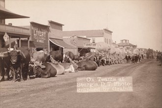 Ox Teams in the Dakota Territory 1890