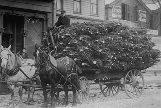 Load of Christmas Trees on Wagon 1912
