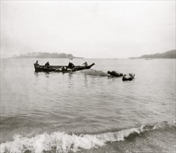 Makah Indian whalers landing whales at Neah Bay, Washington 1911