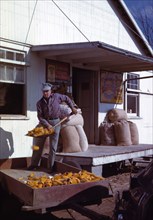 Man shoveling ears of dried corn from wagon through feed store window 1942