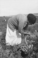 Mexican migrant woman harvesting tomatoes 1938