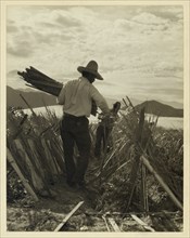 Supporting the Crop 1935
