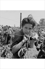Portrait of a Migratory Boy picking Hops 1939