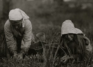 Millie Cornaro, Philadelphia, 10 years old. Been picking cranberries for 6 years.  1910
