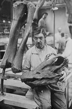 Museum worker holds Head of a Diplodocus Skeleton 1910