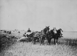 Oat Field Plowed at Fort Peck Indian Reservation