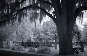 Old Live Oak Cemetery, Selma, Alabama 2010