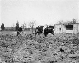 Ox Pulling a Plow 1921