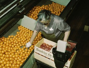 Packing Oranges 1943