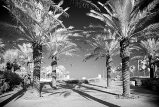 Palm trees, Miami, Florida 2007