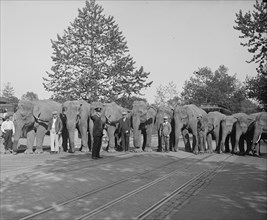Parade of Elephants on City Street lined up side by side with Policeman giving them a sign to proceed. 1929