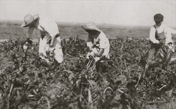 Part of Walker family pulling and piling beets. 1915