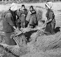 Peasant women Rice Farming 1906