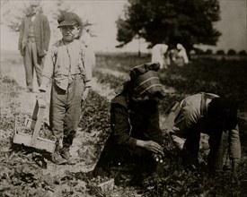 Pete Trombetta, 10 years of age, 6th season of work picking berries. 1911
