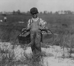 Peula Amava, 8 years old carries the cranberries and tends baby between times.  1910