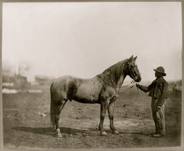 Captain Beckwith's horse 1863